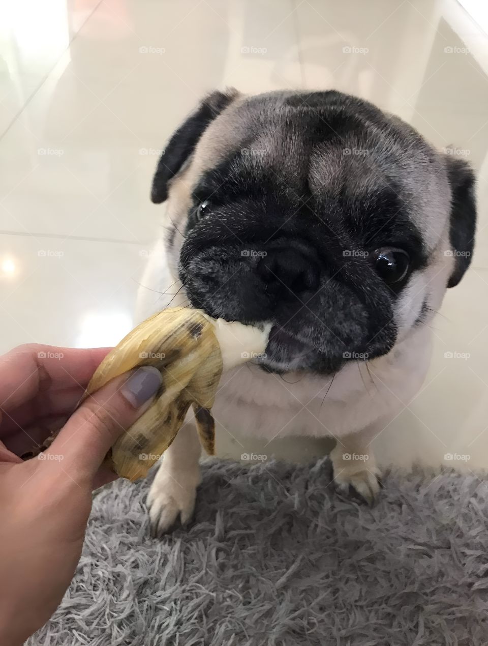cutest pug dog eating banana