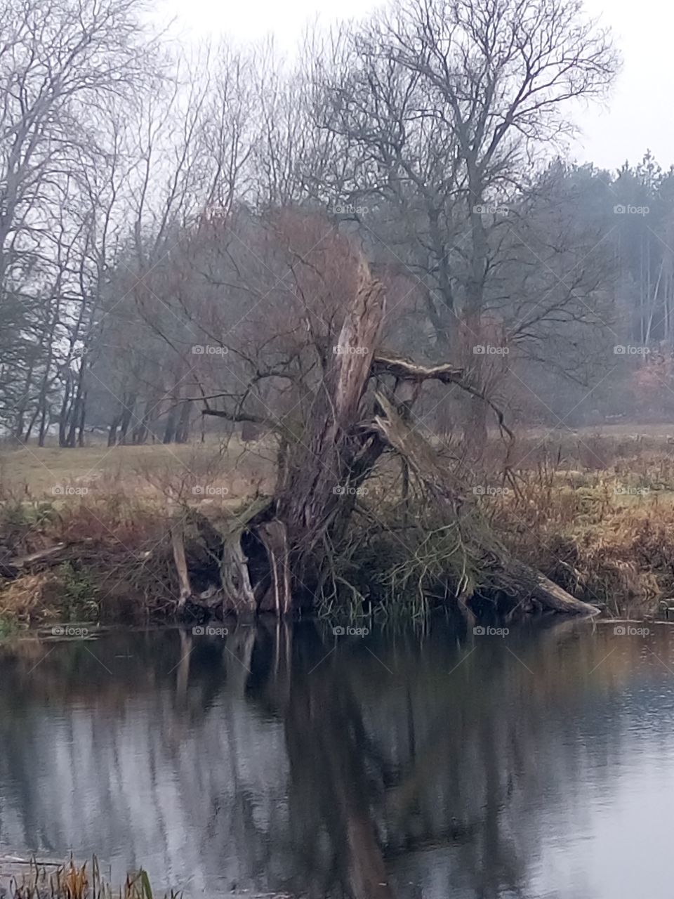 polish nature || damage tree at river pool