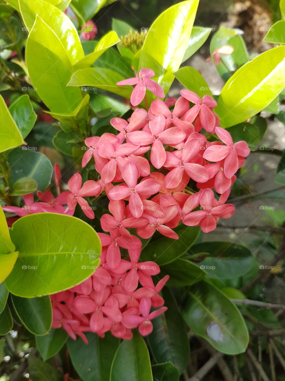 Exotic pink flower petals on lush tropical lime green leaves in a wild garden in Mexico