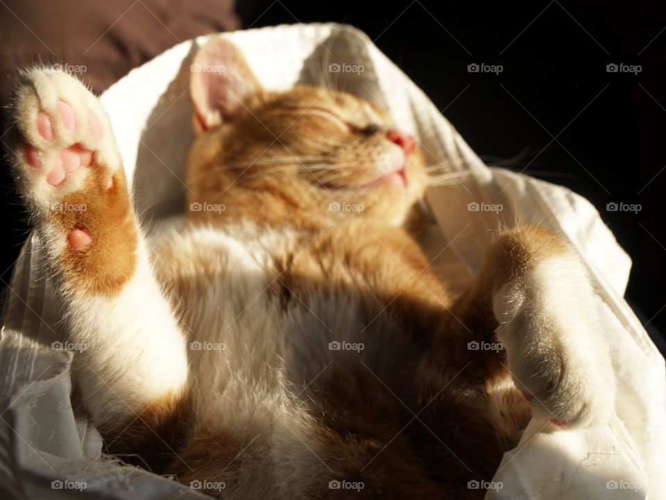 relaxed cat on the train