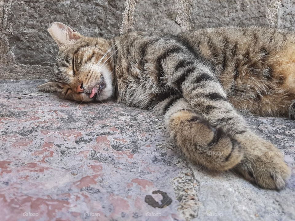 sleeping cat with tongue hanging out