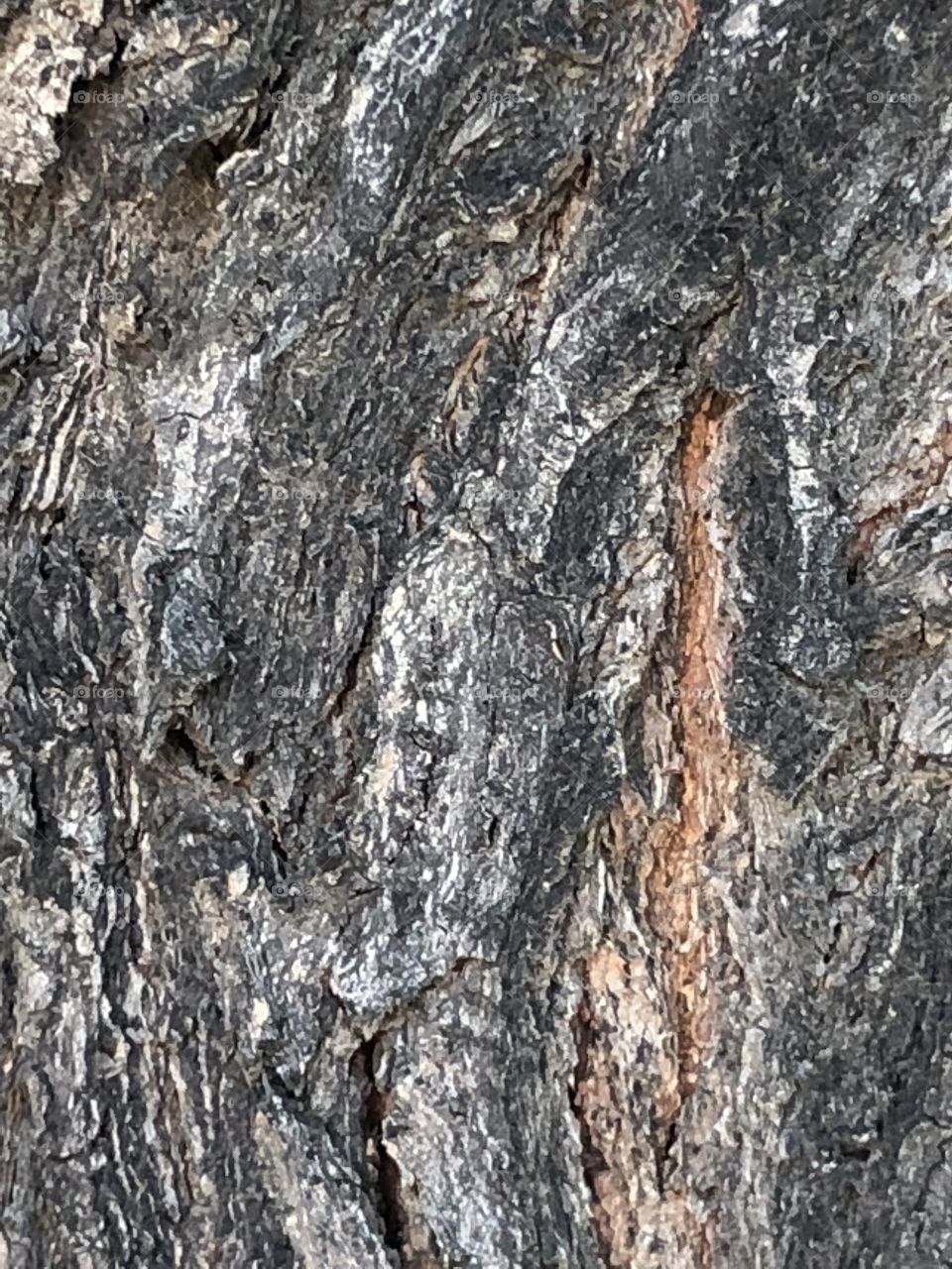 Bark