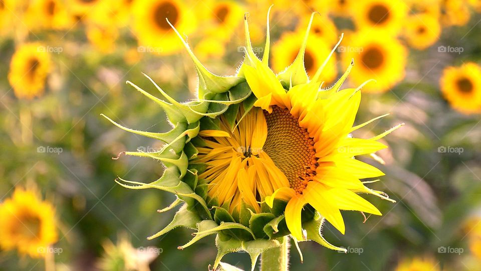 Sunflower