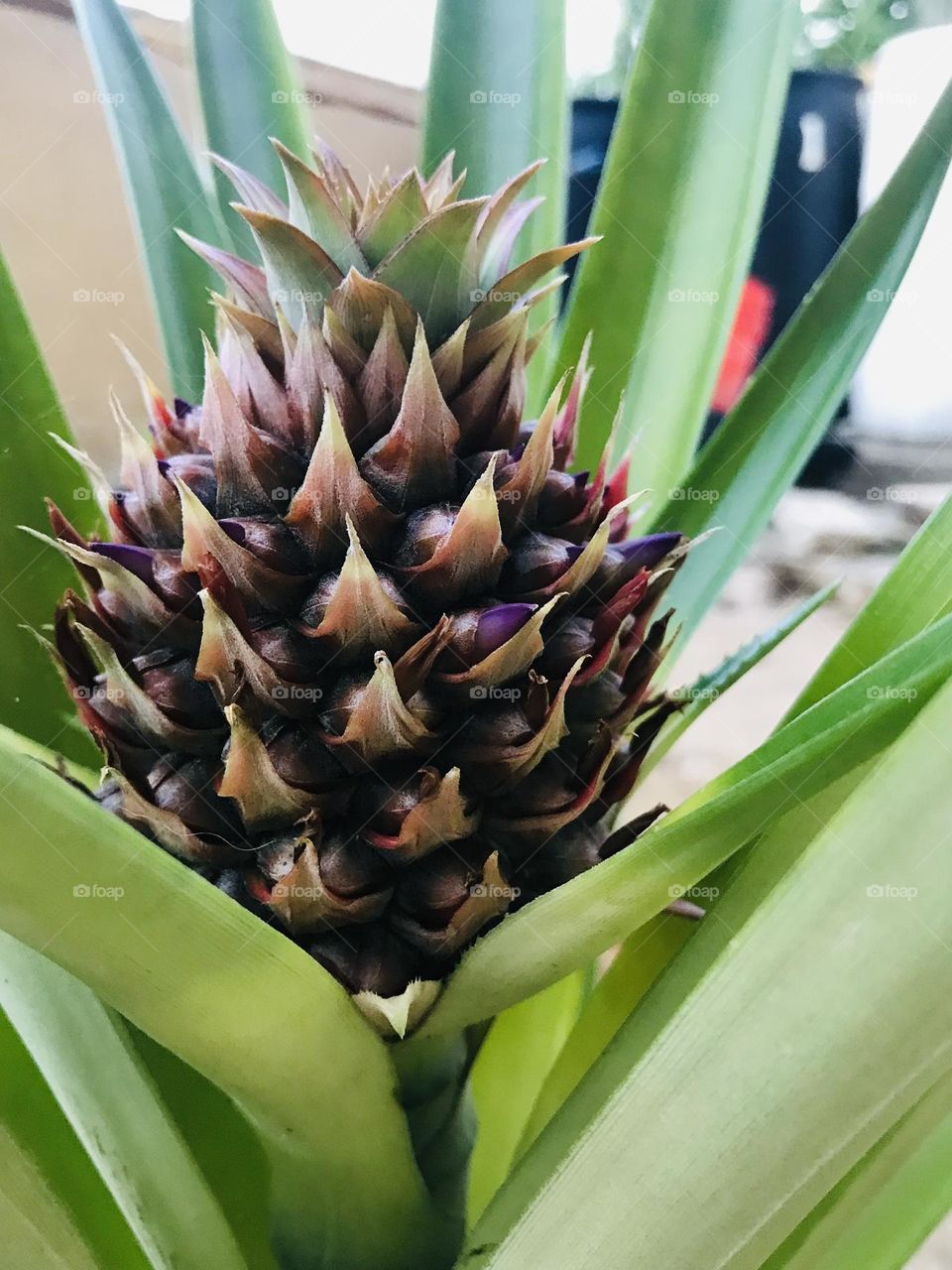 Growing young purple pineapple 