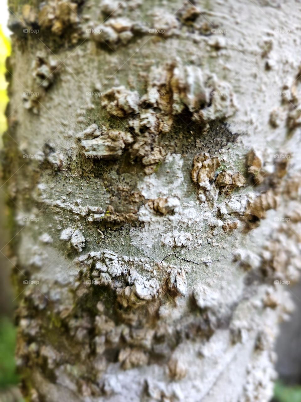 close up of bark
