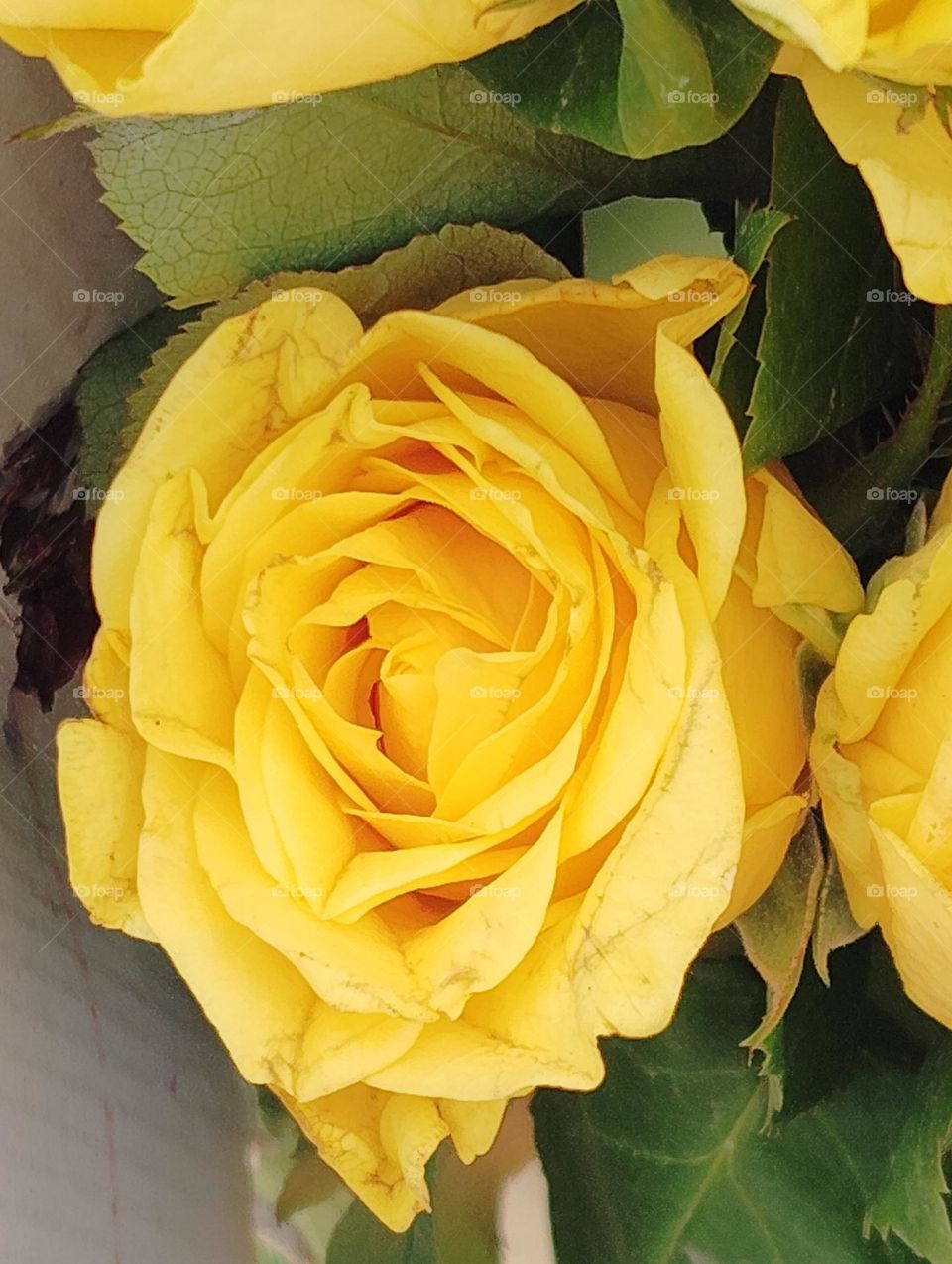yellow rose flower seasonal fresh shurb small size looks very beautiful generally found everywhere