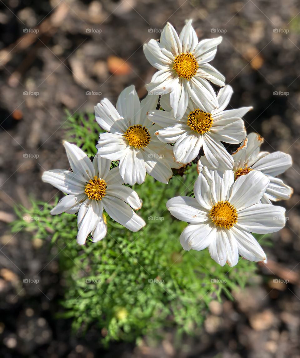 White, perky blooms standing proud in the morning sunlight.