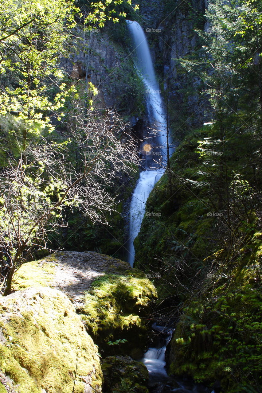 Starvation Creek Falls in the Columbia River Gorge Oregon