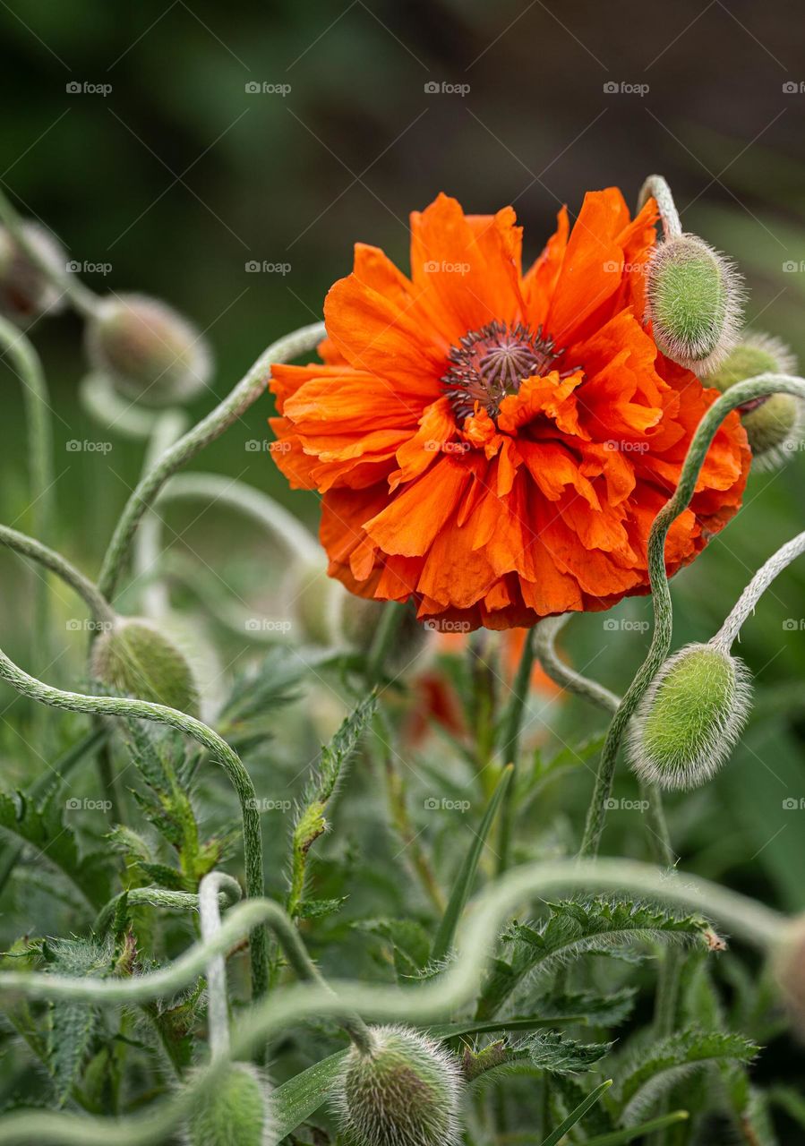 Red poppy 