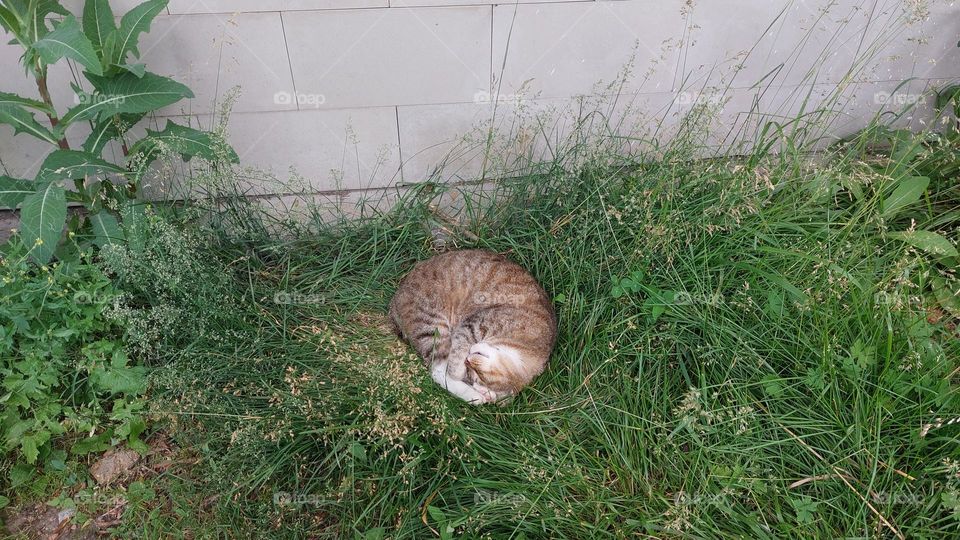 a cute sleeping cat in the summer