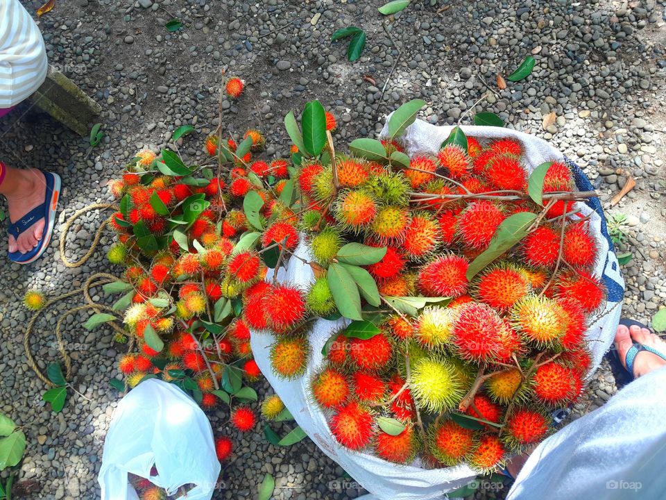 Fresh harvest fruit.
@Rambutan