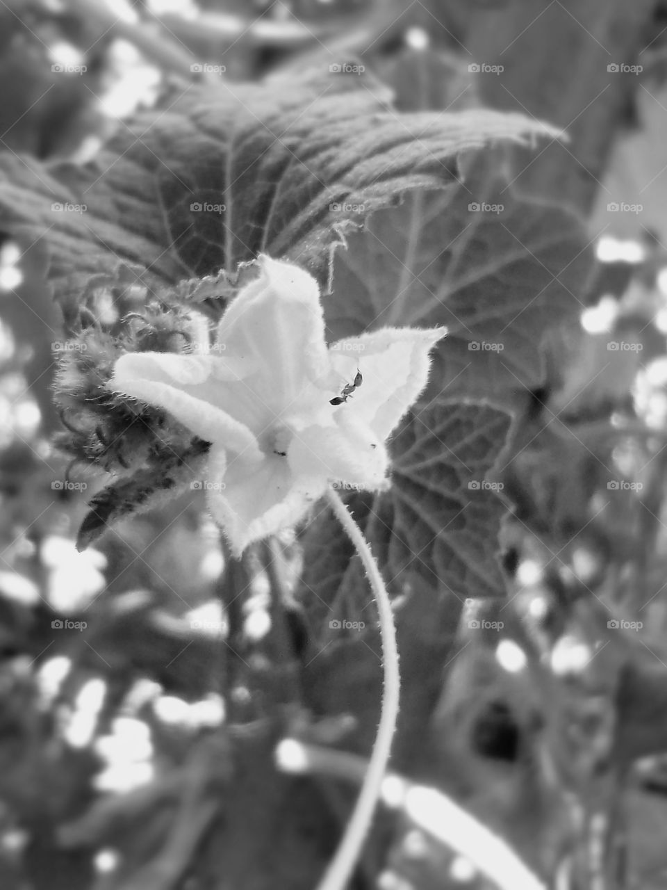 flower with ain't inside