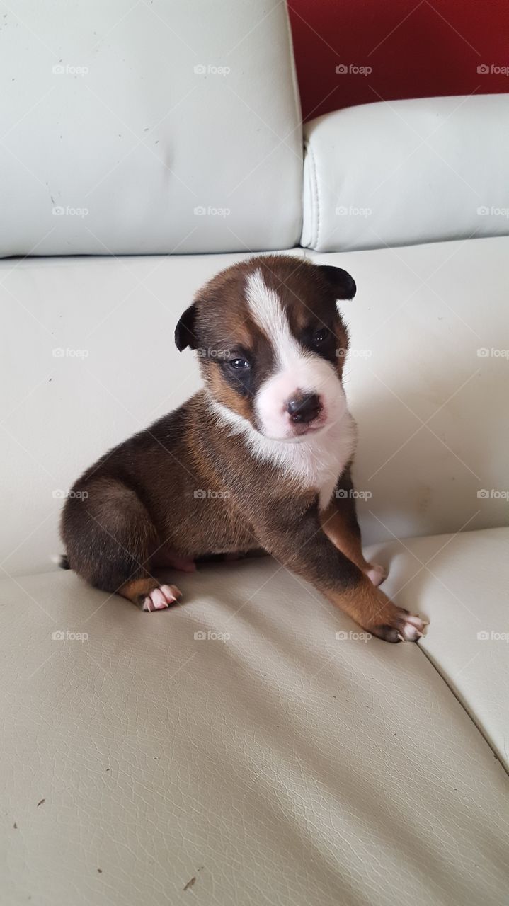 2 week old puppy