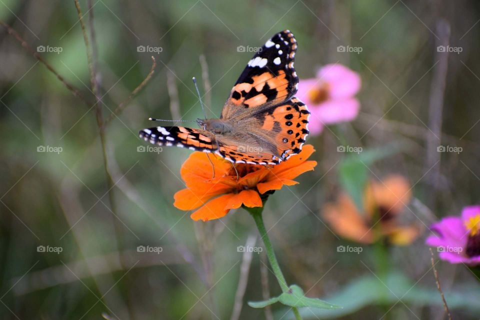 Butterfly  painted lady
