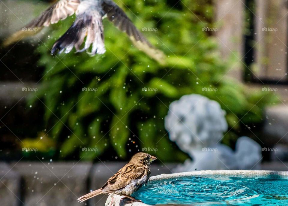 bird flying away and leaving waterdrops behind