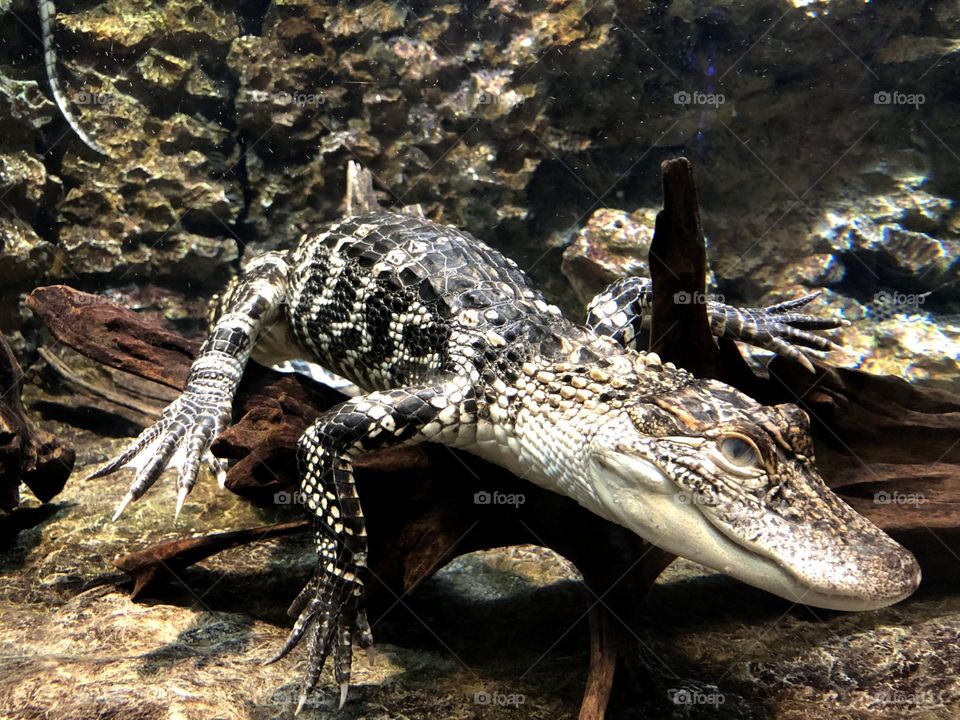 Baby crocodile swimming in a tank