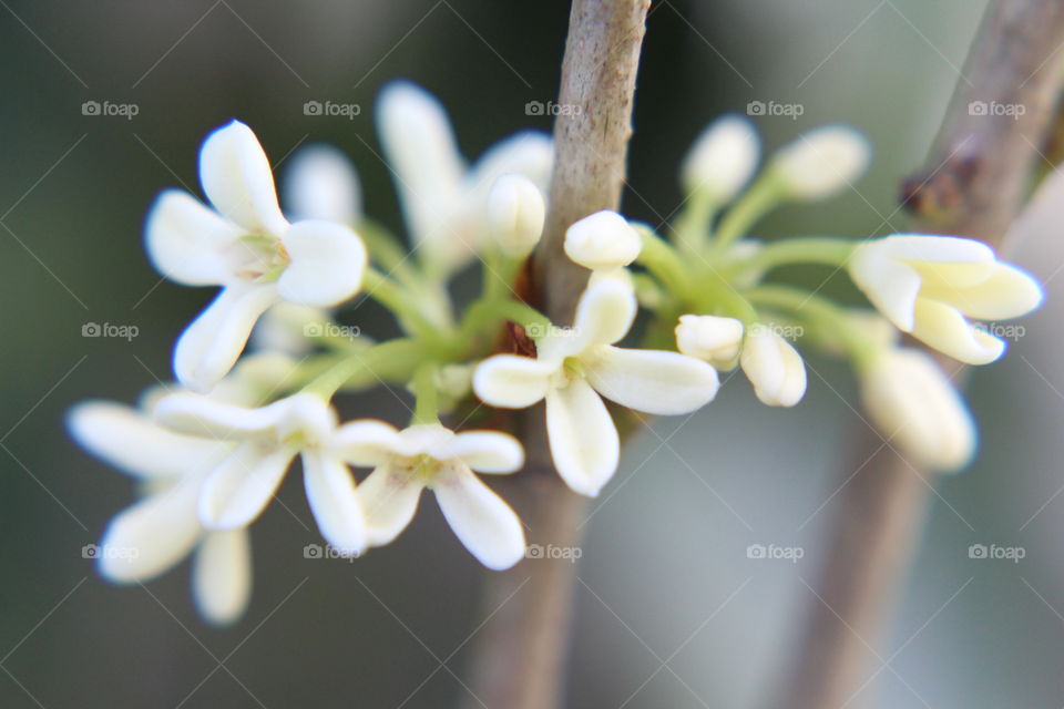 Tea olive flowers