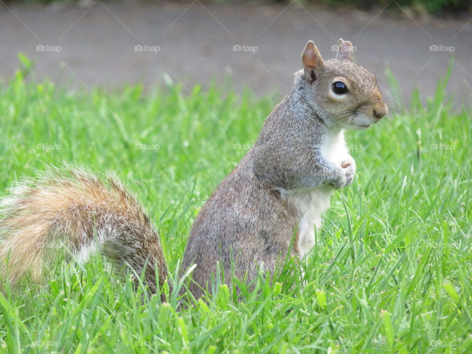 Dapper Squirrel