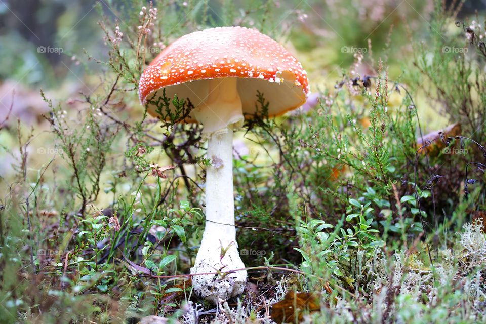 Amanita muscaria, red mushroom 