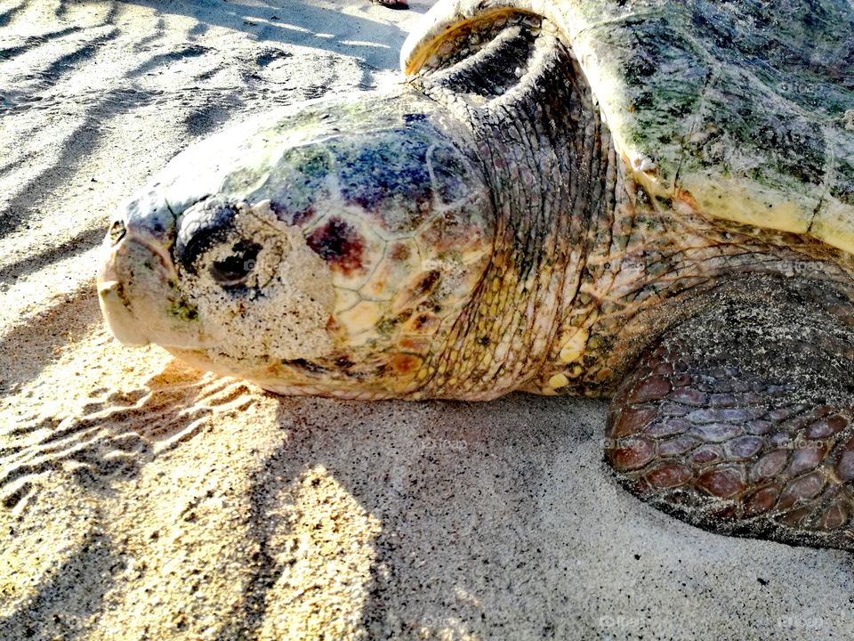 Turtle breathing before returning to the sea