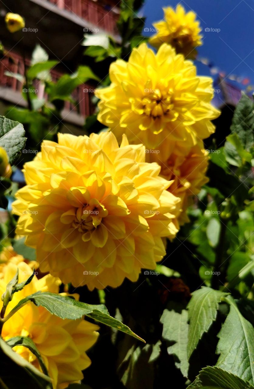 Summer's flowering times