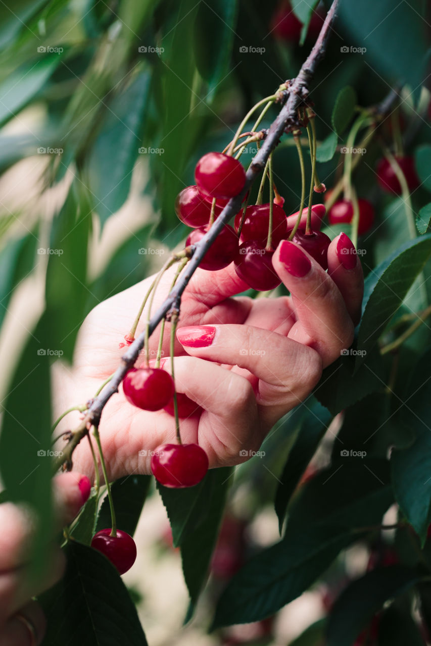 Woman picking cherry berries from tree