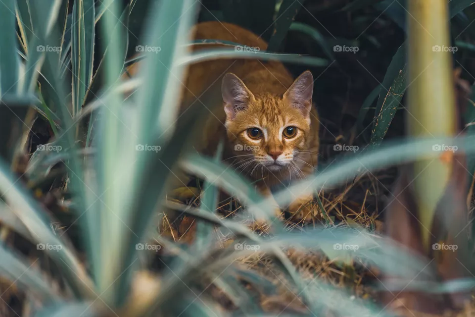 🐅