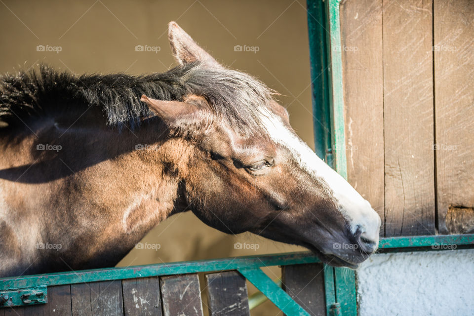 Mammal, Cavalry, Animal, No Person, One