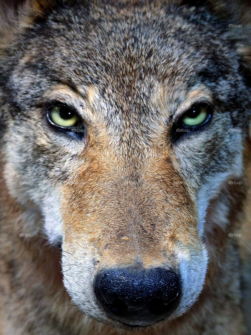 Animals.  Predators.  Wolves.  Close-up of a wolf lying quietly