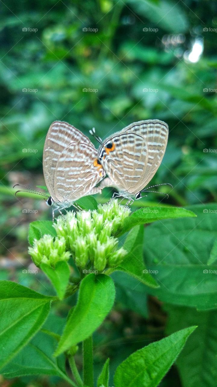A pair of little butterflies making love on a blooming flower