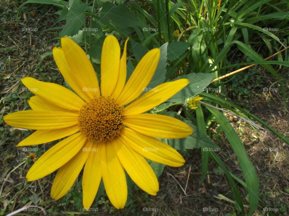 sundar peela phool
beautiful yellow flower