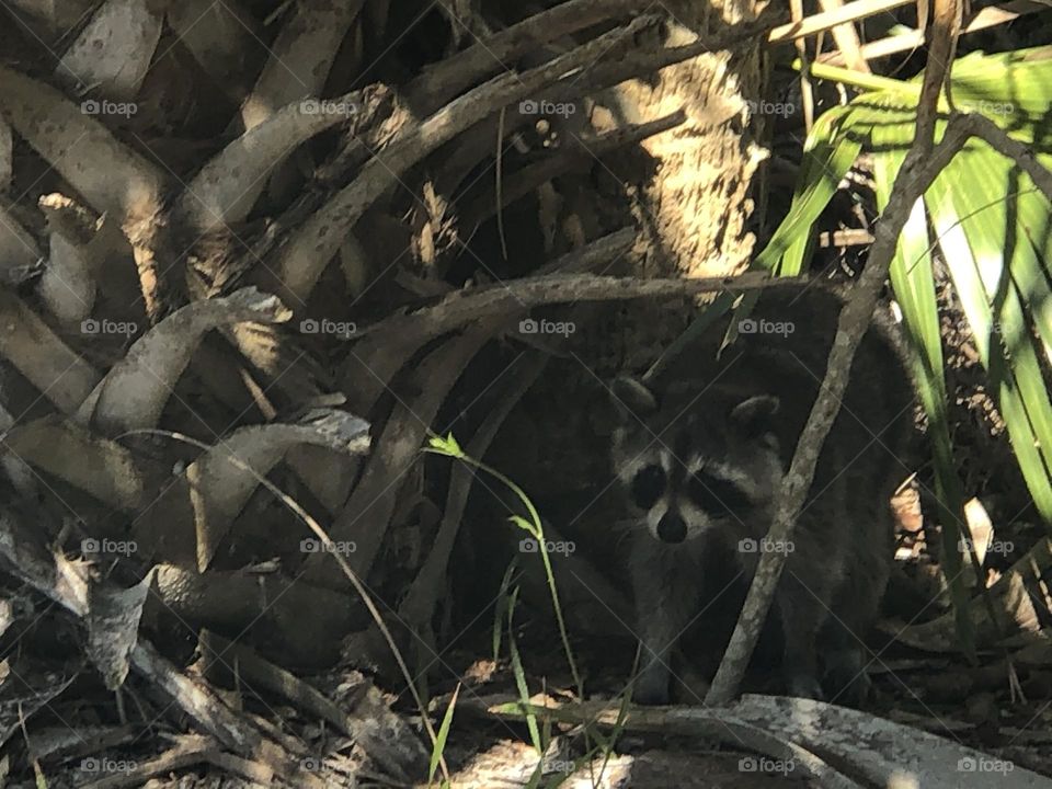 Raccoon