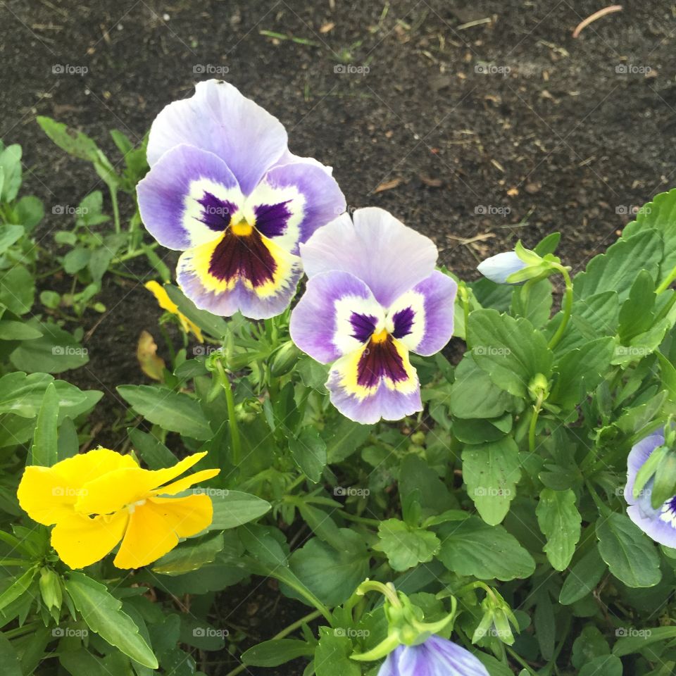 Viola. Viola tricolor