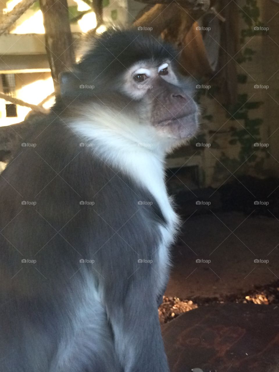 Monkey at zoo, London