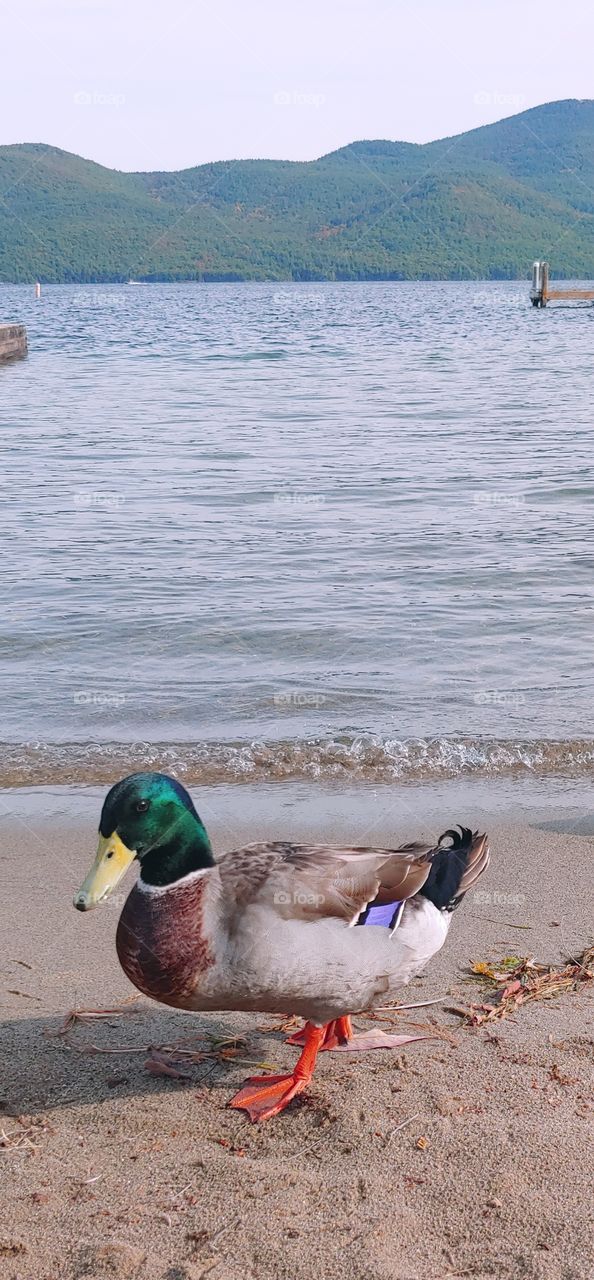 Duck posing for the camera!