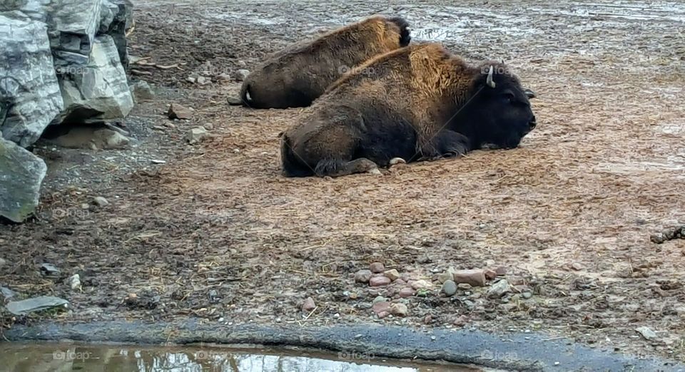 Two bison laying down.
