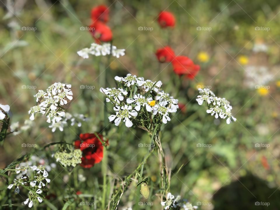 Wild spring flowers 