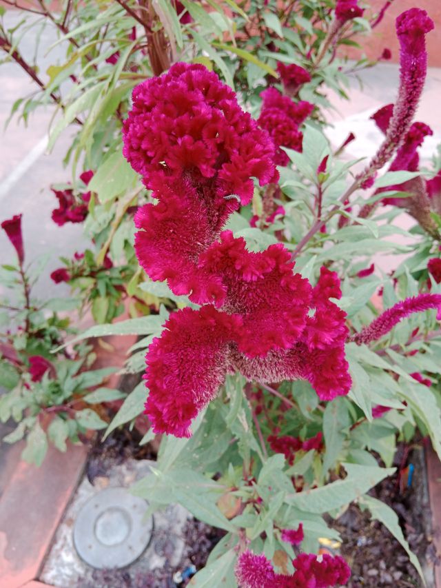 lili flower