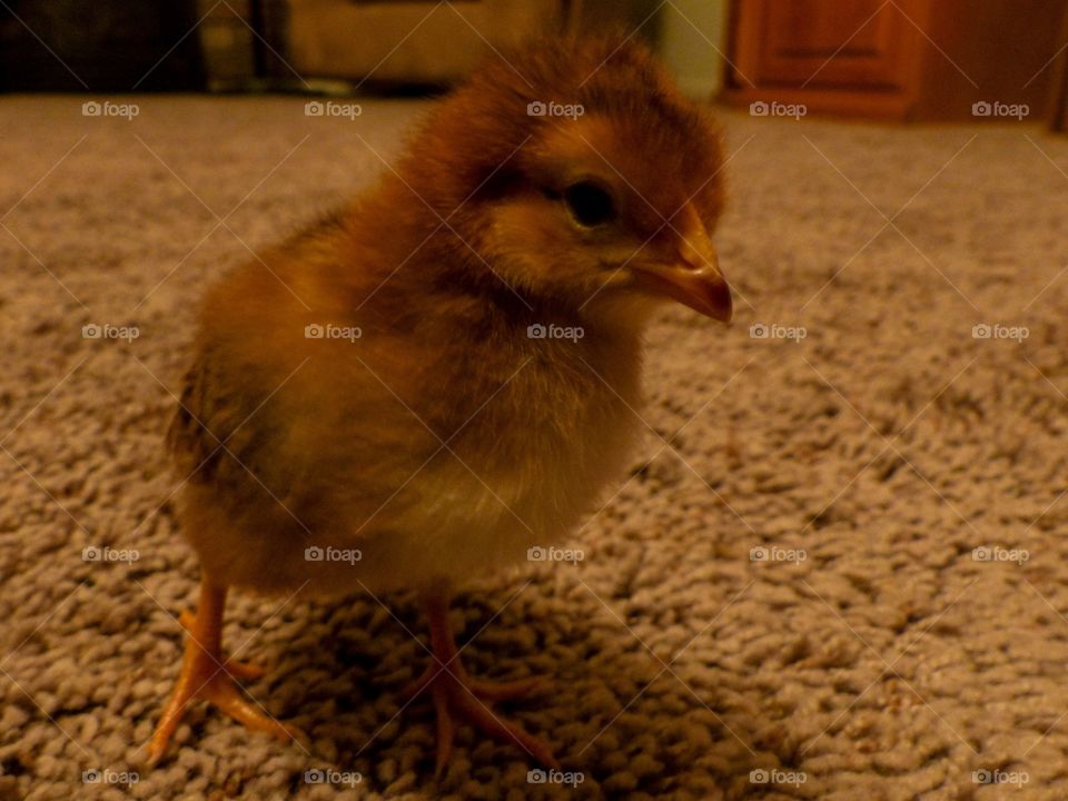 Rhode Island Red chick