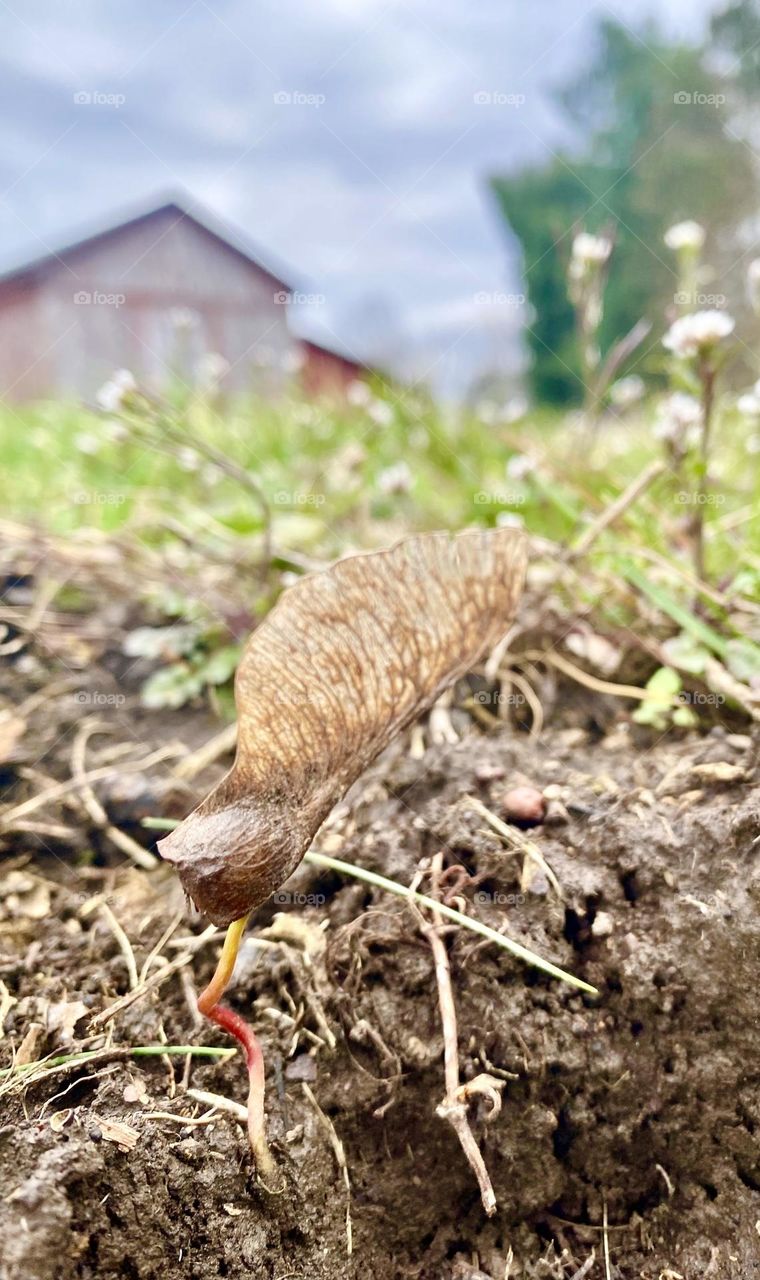 Maple tree seed beginning to take root 