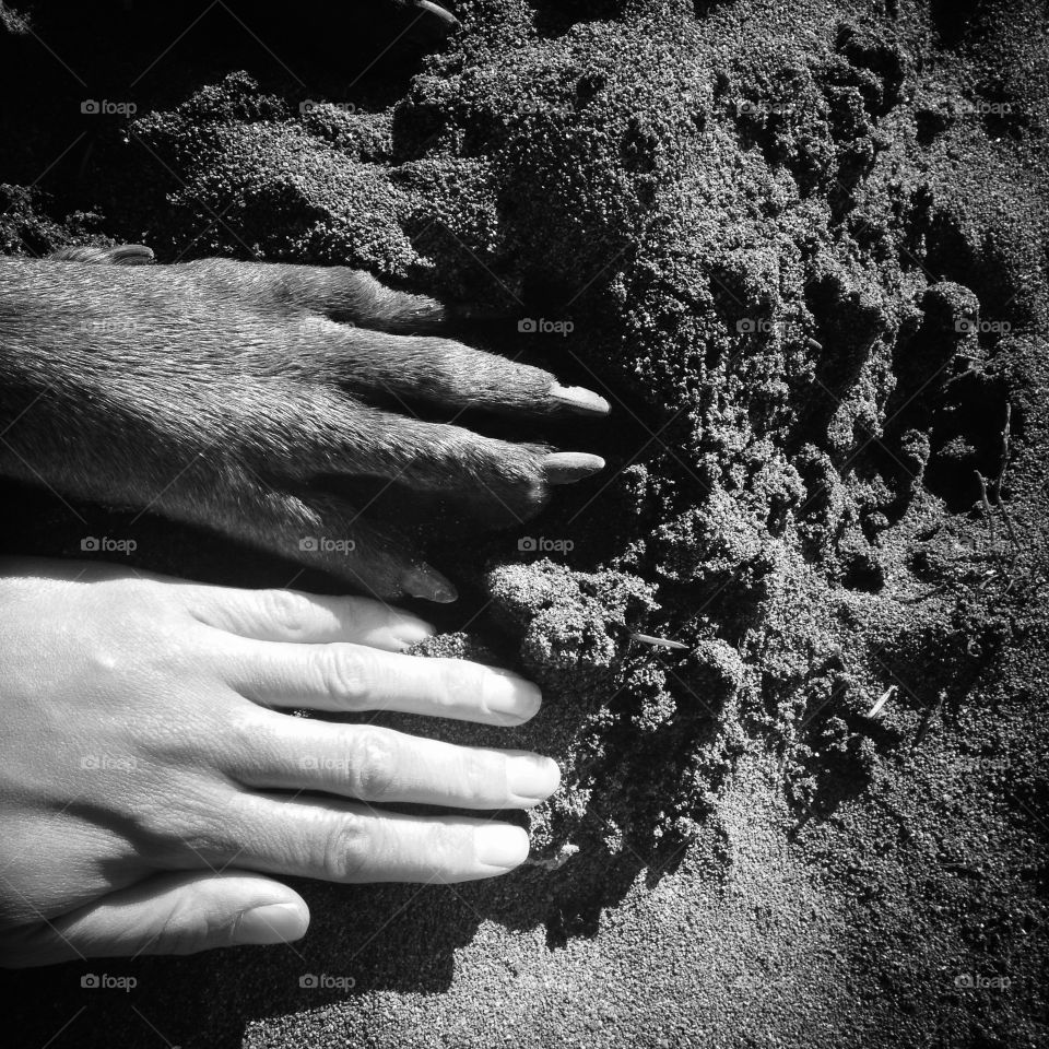 Human hand and dog paw in the sand.