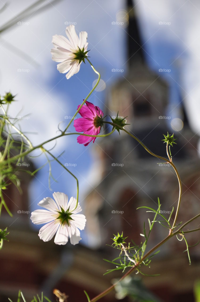 Three blooming flowers on the background of the spire of the Mozhaisk Kremlin