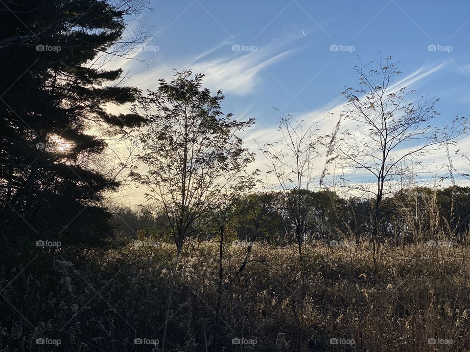 Beautiful walk through a meadow and woods