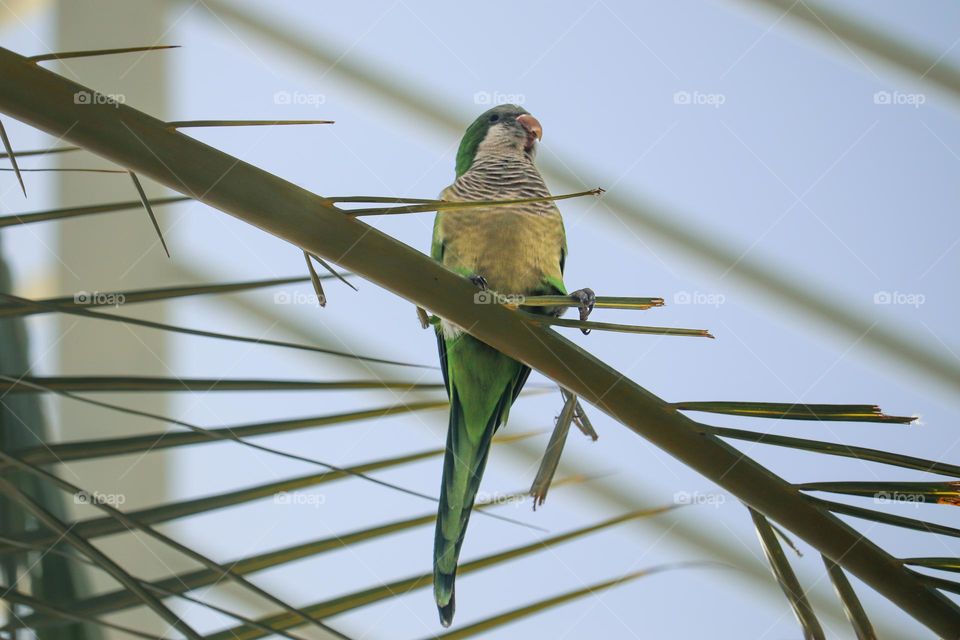 Green parrot