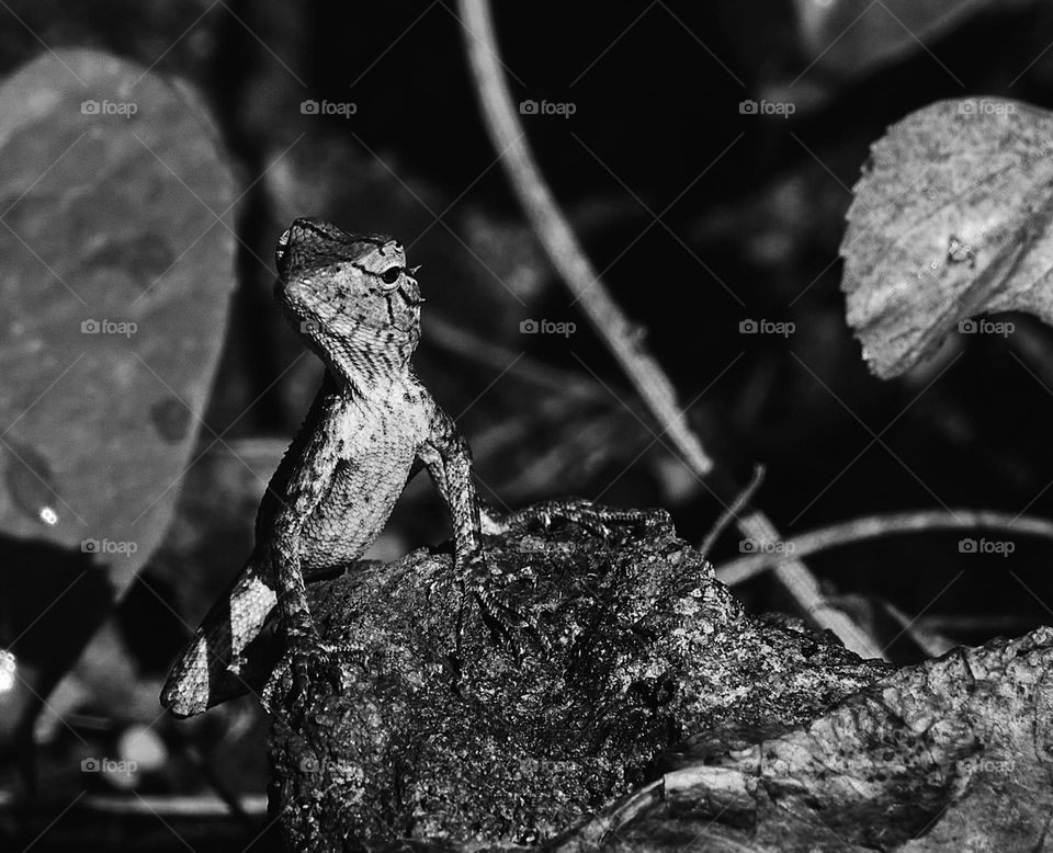 Oriental lizard - Pose - Closeup