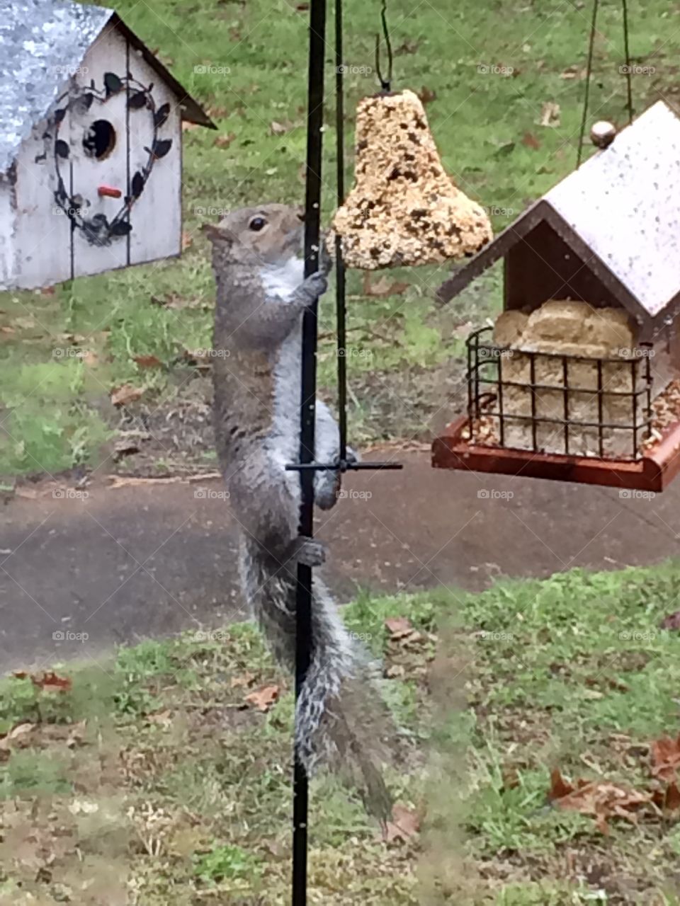 Squirrel raiding bird feeder