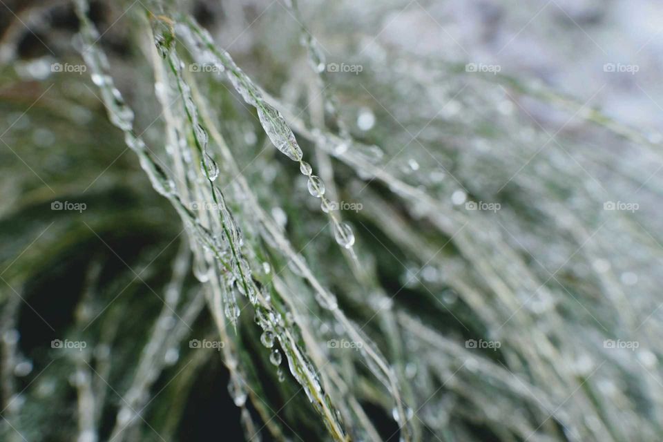 Frozen grass