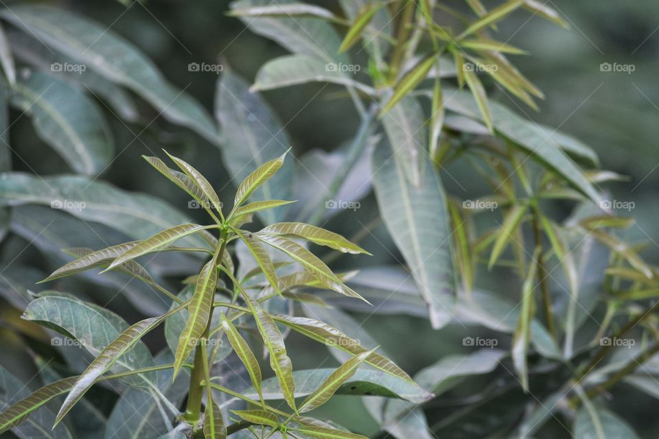 New Born Mango Plant.