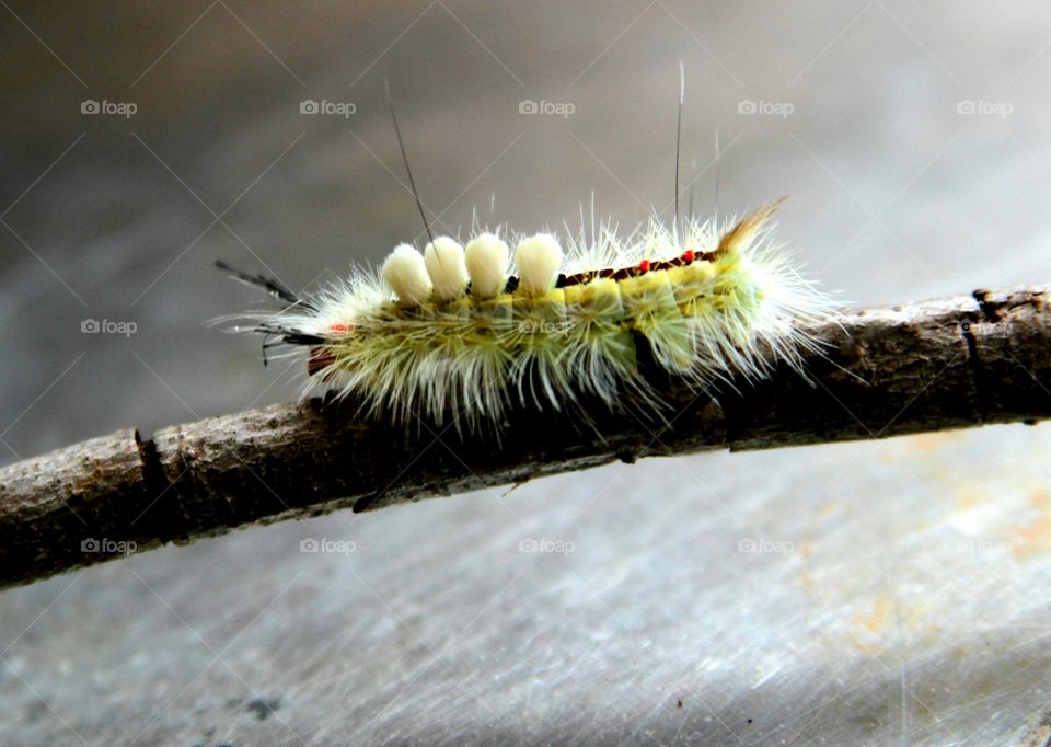 caterpillar.