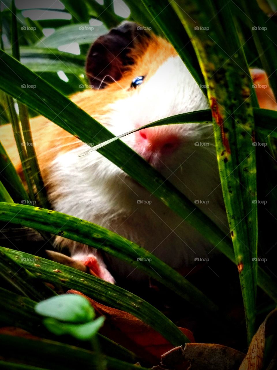 guinea pig peeping through the grass